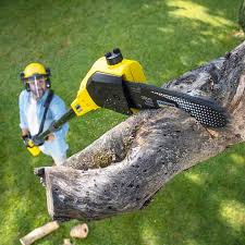 Best Lawn Disease Treatment  in Rancho Mirage, CA